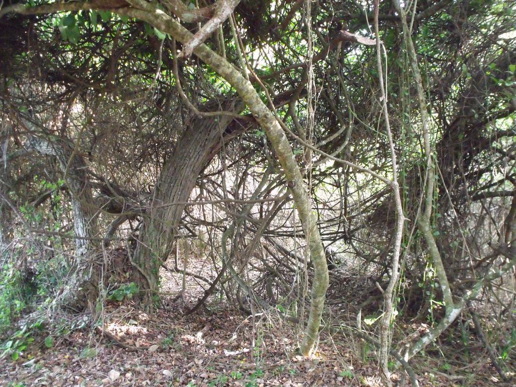 Kamma-Otter Διαμέρισμα Natureʼs Valley Εξωτερικό φωτογραφία